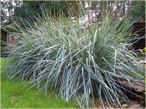 Wydmuchrzyca piaskowa Leymus avenarius